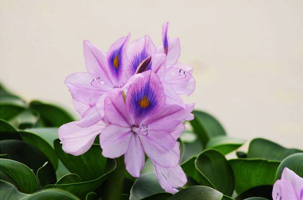 凤眼莲——花中凰者
