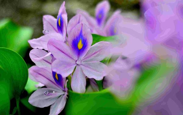 凤眼莲——花中凰者