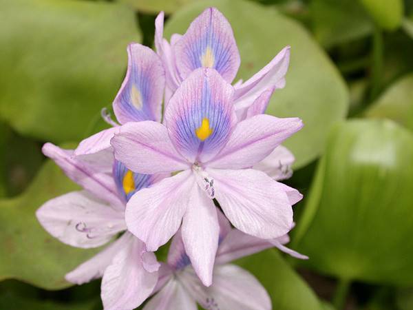 凤眼莲——花中凰者