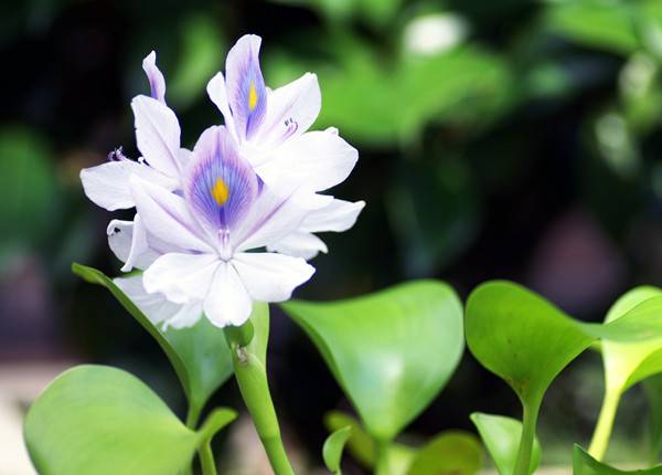 凤眼莲——花中凰者