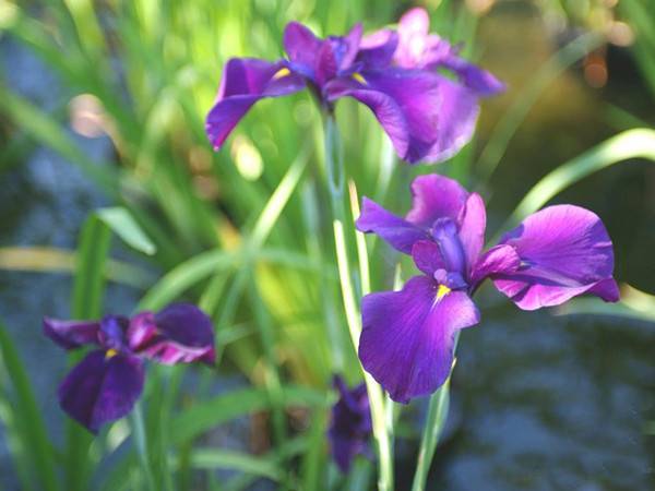 水生花菖蒲