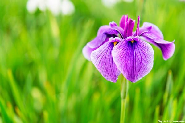 水生花菖蒲