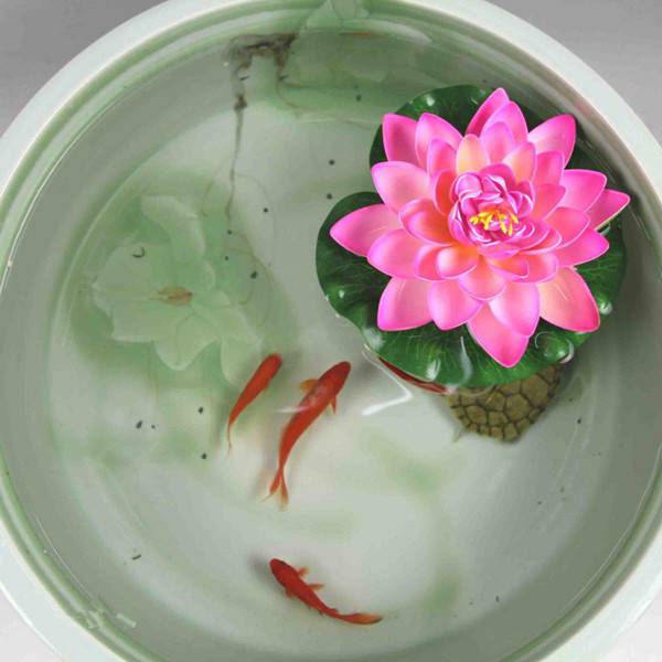 碗中的奇迹——碗莲