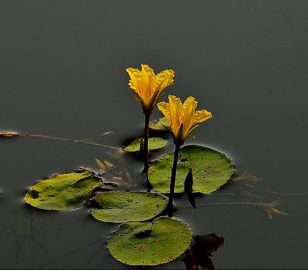 参差荇菜,左右采之