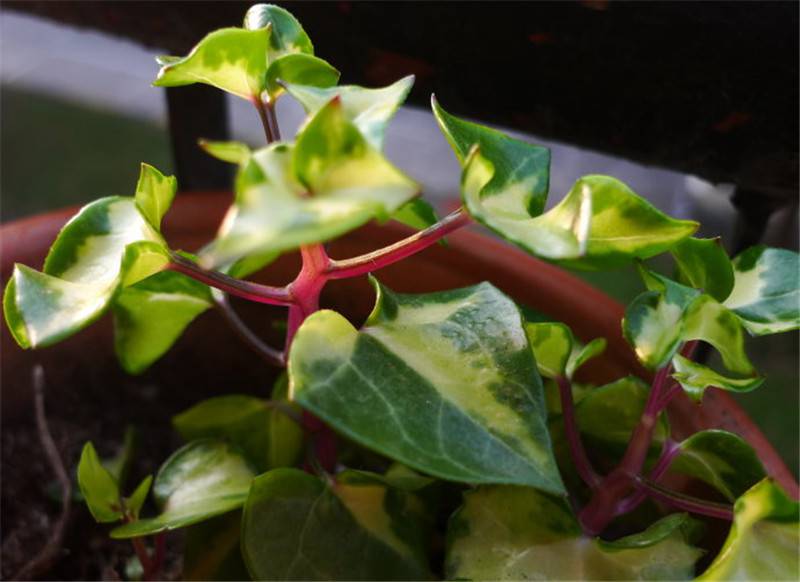 锦化金玉菊