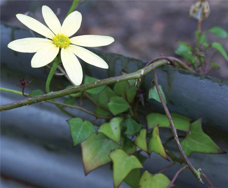 金玉良缘金玉菊