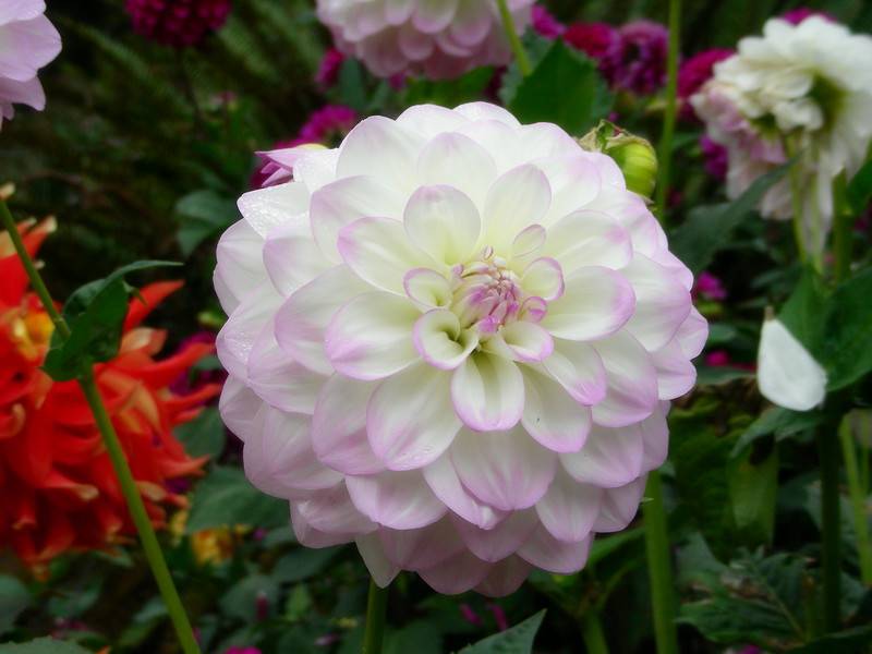 花仙子