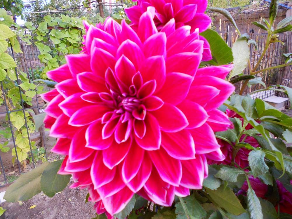 地瓜花