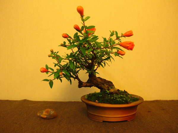 石榴成熟前——石榴花盆景