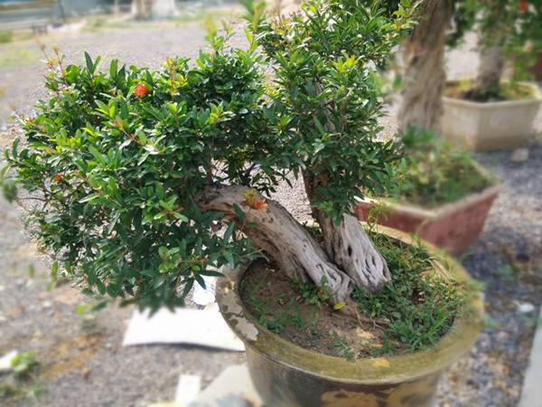 石榴成熟前——石榴花盆景