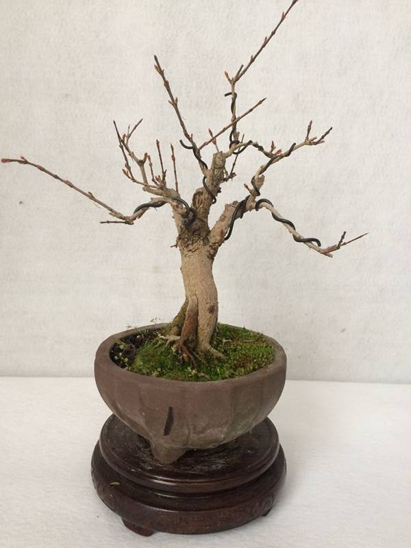 石榴成熟前——石榴花盆景