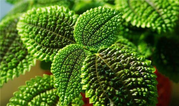 大自然的“礼花”——皱叶冷水花