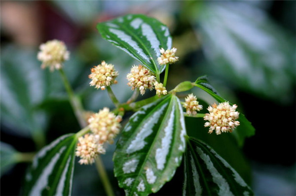 花叶冷水花开花