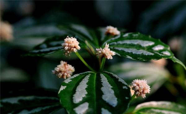 惊艳花名:花叶冷水花