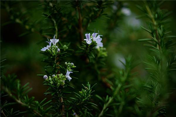 迷迭香小花