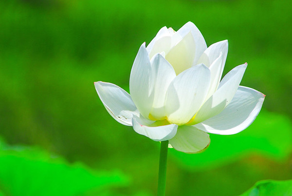 白色雅士——白荷