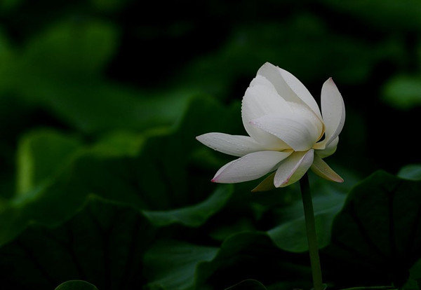 白色荷花——白荷