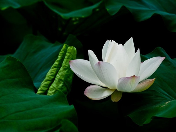 白荷
