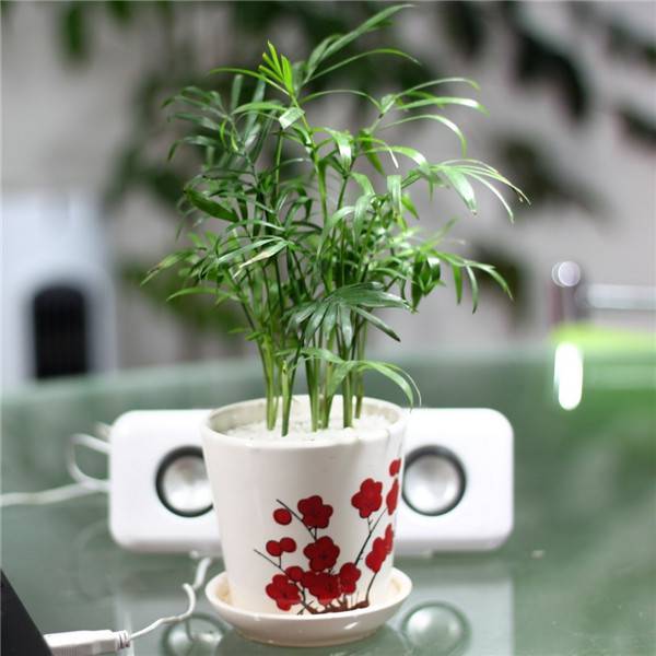 茶几上的袖珍椰子