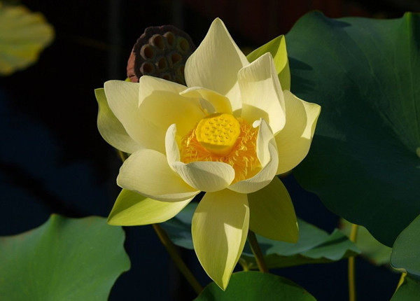 黄色的荷花——暖意春融
