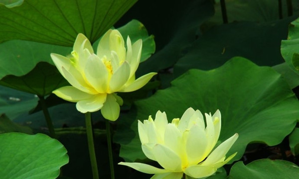 黄色的荷花——暖意春融
