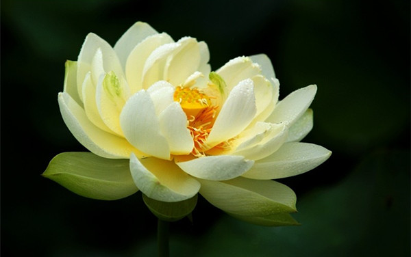 黄色的荷花——暖意春融