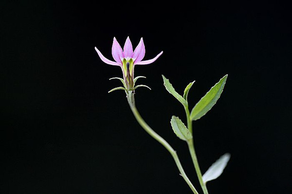 半朵莲花——半边莲