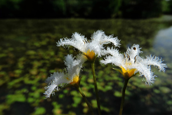 金银莲花——印度荇菜