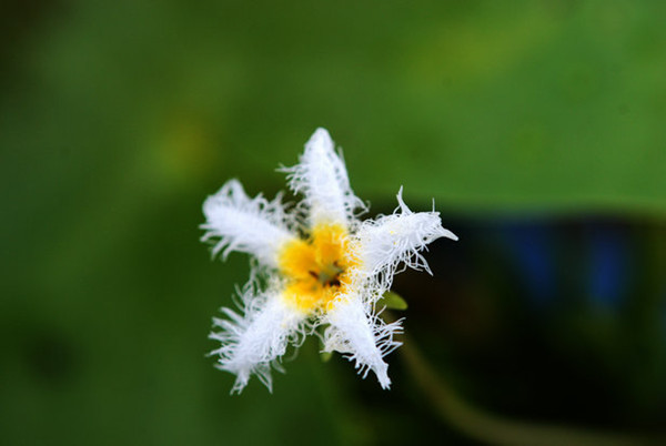 金银莲花