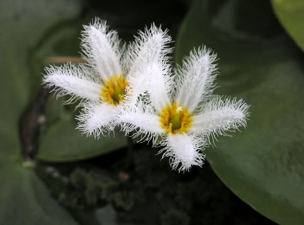 金银莲花——印度荇菜