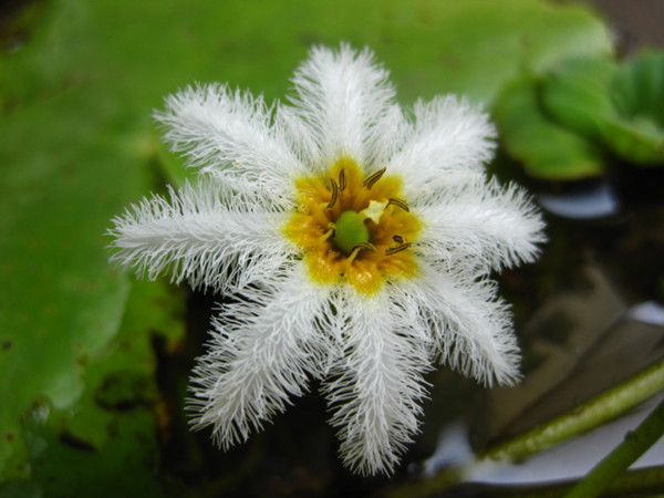 荇菜