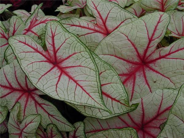 花花叶叶——花叶芋