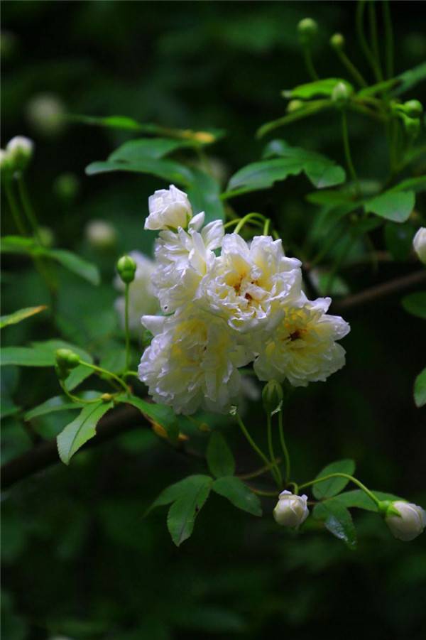 白色木香花