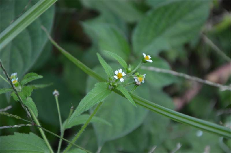 杂草从中的牛膝菊