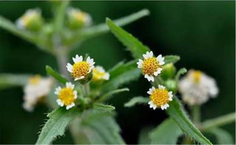 缩小版向日葵——牛膝菊