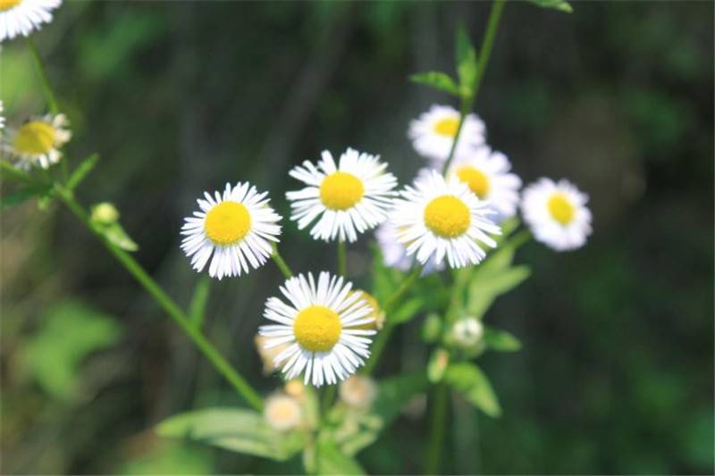 小小的花朵大大的能量——牛膝菊