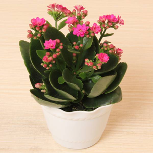 小巧玲珑的长寿花盆景