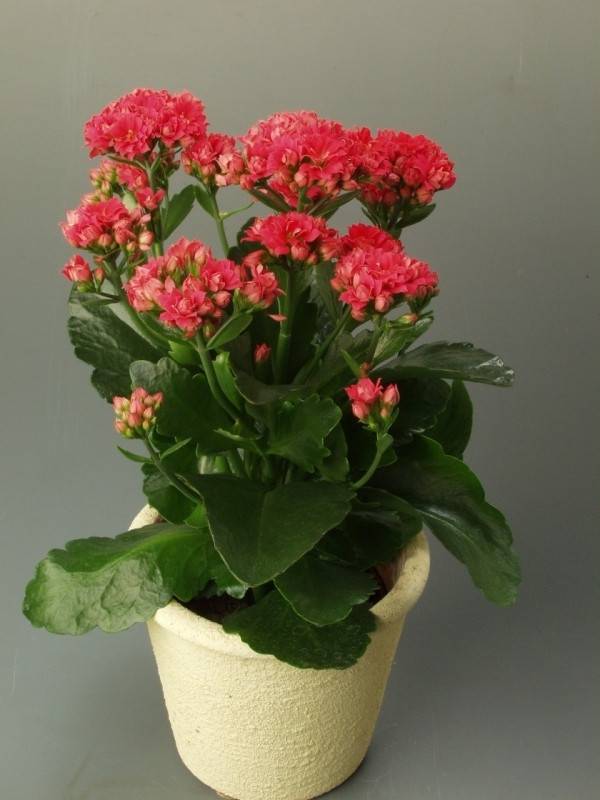 小巧玲珑的长寿花盆景