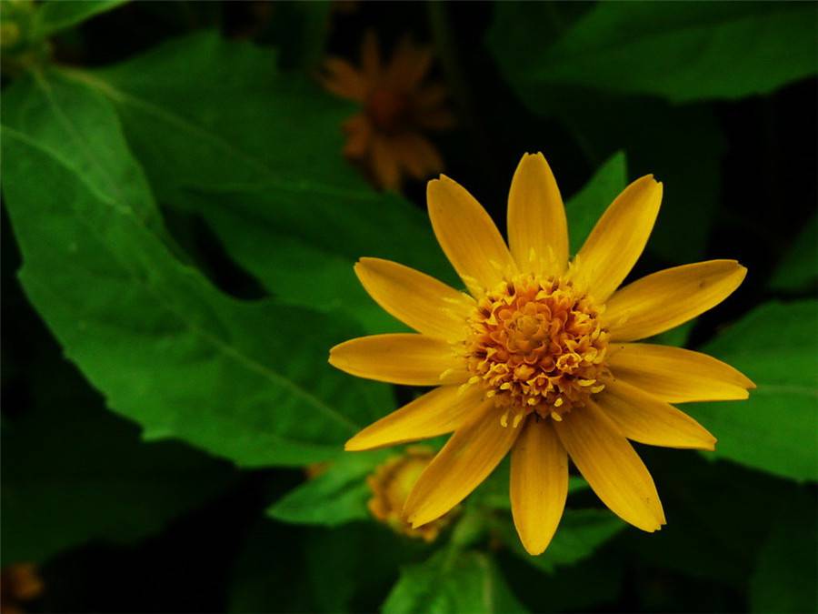 皇帝菊:我想静静