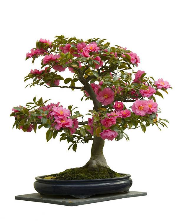 茶花盆景美图