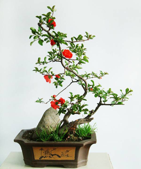 山茶花开,知春来——茶花盆景