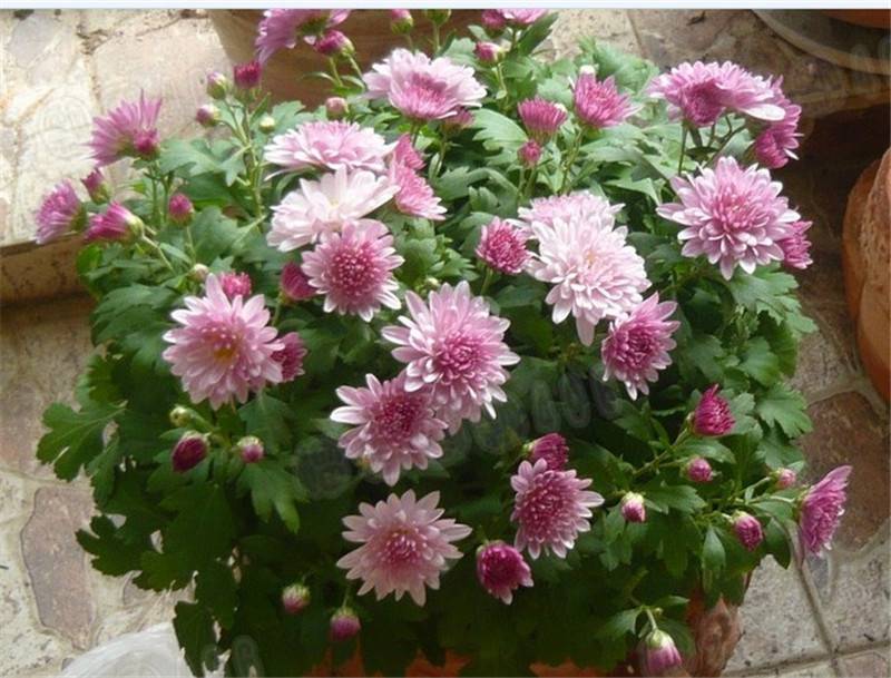 夏菊,名流千秋