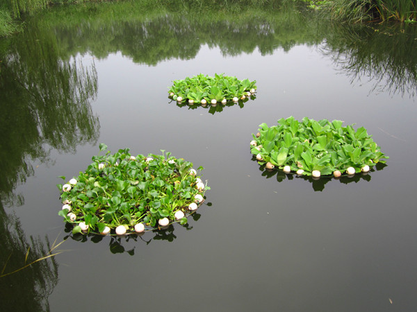 水白菜