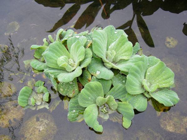 大薸