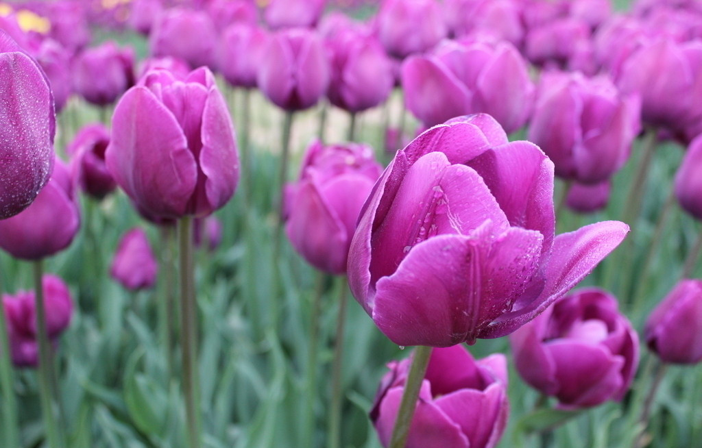 紫色郁金香美图