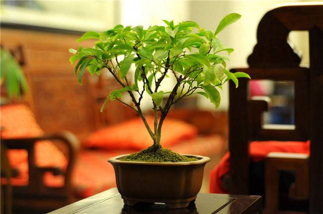 非洲茉莉,以花传情