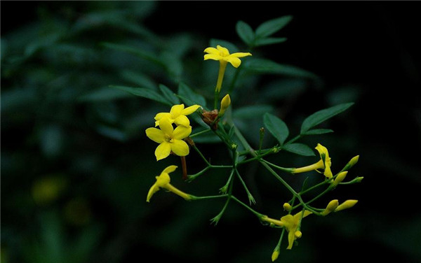 迎春花谢,迎夏花开