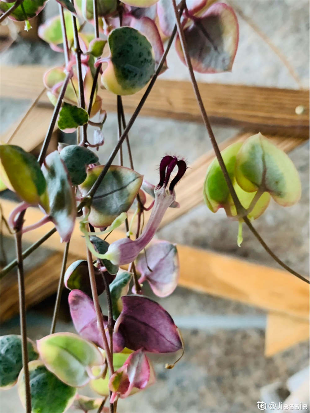 爱之蔓如何度夏 卡拉菲厚敦菊度夏 双偶网