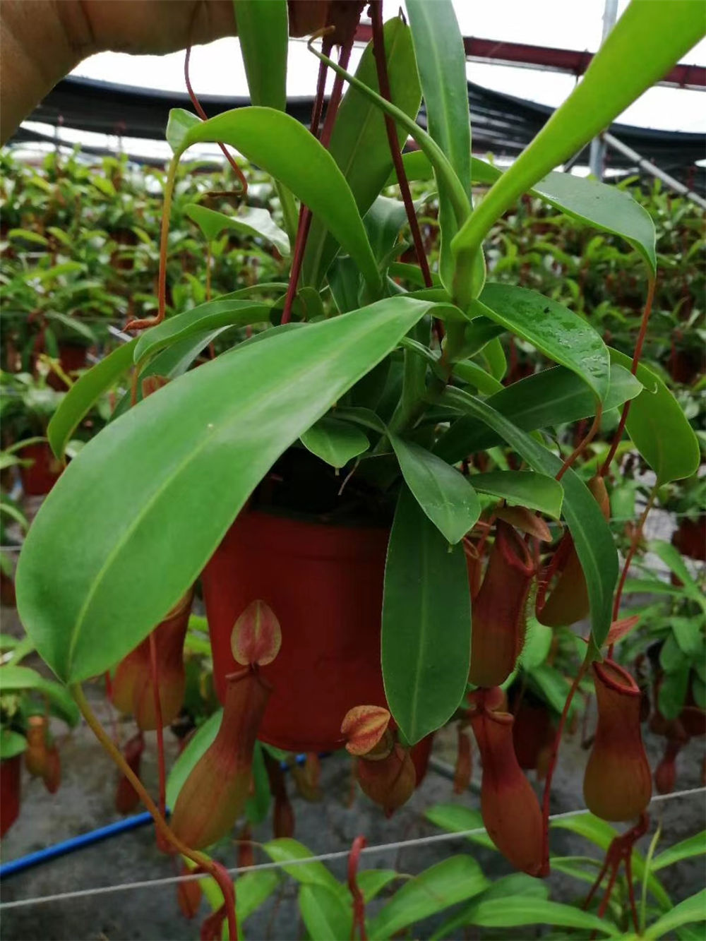 猪笼草常见的品种 低地猪笼草的种类 东煤网