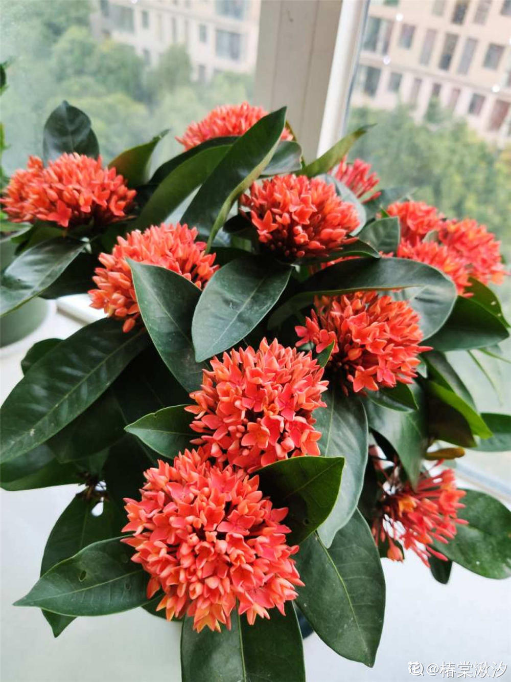 仙丹花如何修剪好